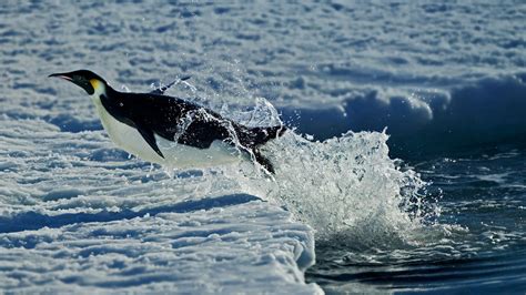 Nature Animals Winter Snow Penguins Antarctica Sea Water