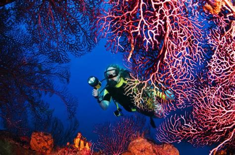The Most Incredible Underwater Photos Ever Taken Readers Digest