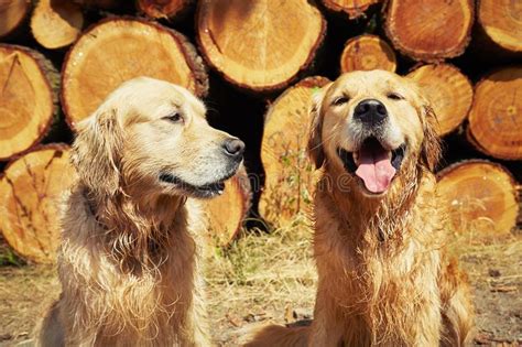 Two Golden Retriever Dogs Stock Image Image Of Playful 58256579