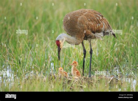 Sandhill Crane Grus Canadensis Con Dos Pollitos Reci N Criados En Un Nido En Un Pasto Inundado