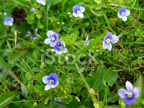 Little Blue Flower Stock Photo Royalty Free Freeimages