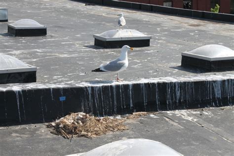 Roof Top Nesting Herring Gulls Perlut Lab