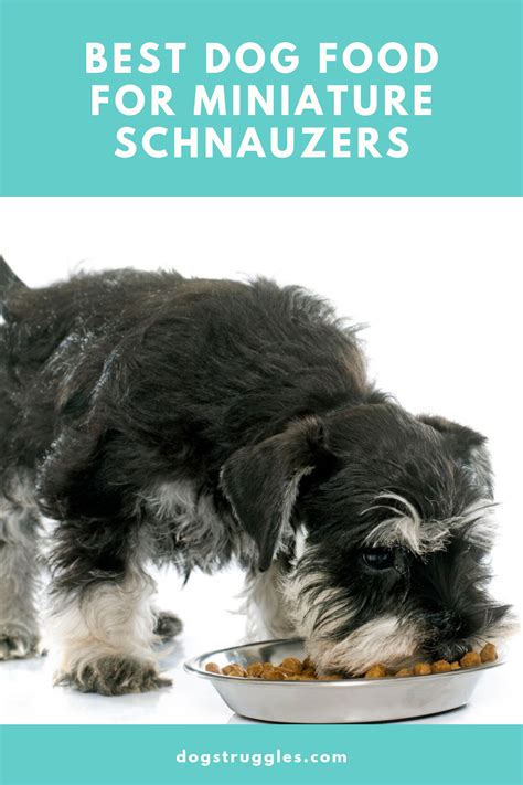 And it's not as often as you think. How Often Should I Bathe My Miniature Schnauzer