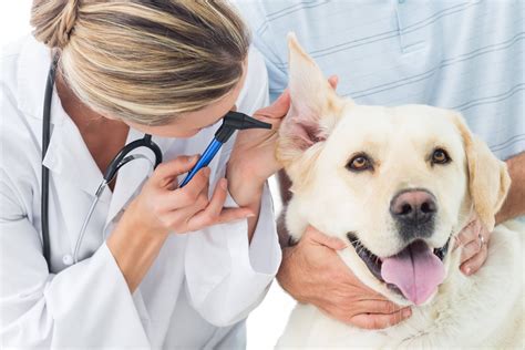 Pet shelters are full of animals whose original owners were not prepared for the responsibility and commitment that pet ownership demands. Ear Care for your Pet - Dogs - Baldivis Vet Hospital