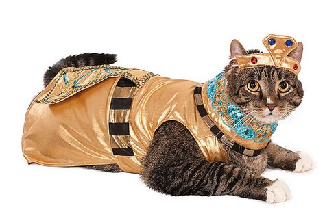 Though dressing your feline in a halloween cat costume might not be the easiest task, it is so worth it. Top 10 Cat Halloween Costumes to Hiss at