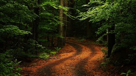 Nature Trees Forest Leaves Branch Path Plants Rock