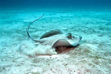 Southern Stingray Facts And Information