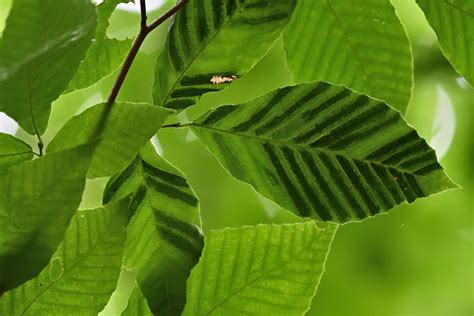 Beech Leaf Disease Becoming A Significant Threat In Pennsylvania Witf