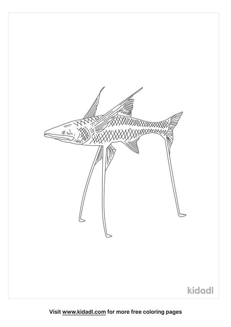 Tripod Fish Drawing Vlrengbr