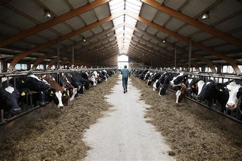 7 Secrets Of High Yielding Dairy Cows In China Dairy Global