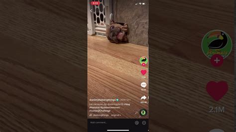 Discover short videos related to sssniperwolf on tiktok. Tik Tok Dog Trying To Get Out - YouTube