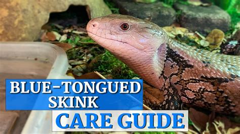 Blue Tongue Skink In Depth Care Guide Youtube