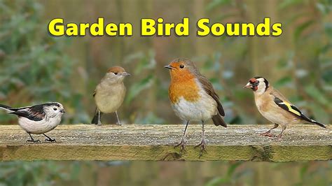 Garden Bird Sounds Spectacular 8 Hours Youtube