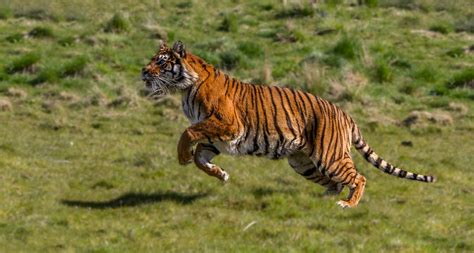 Tigers Running Speed