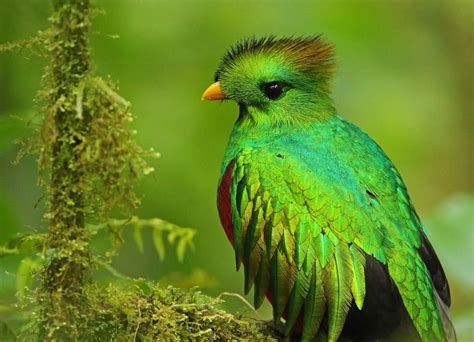 Resplendent Quetzal Introduction Neotropical Birds Online Pet