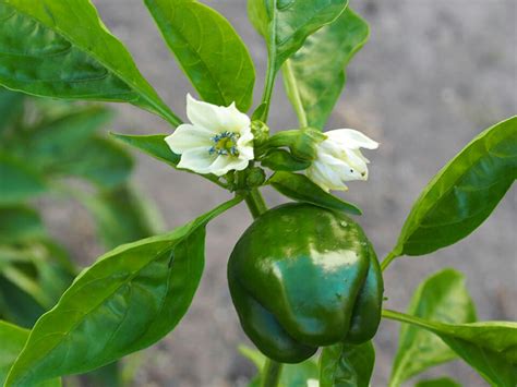 How To Grow Peppers In A Greenhouse Greenhouse Emporium