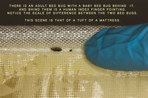 Oakville Bed Bugs Pictorial 1