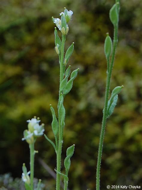 Draba Cana Hoary Whitlow Grass Minnesota Wildflowers