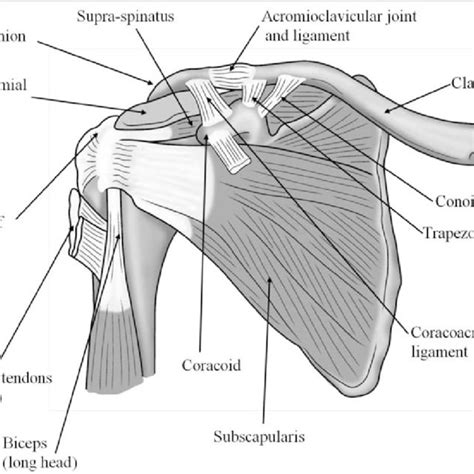 Lateral Surface Anatomy Of The Shoulder Download Scientific Diagram