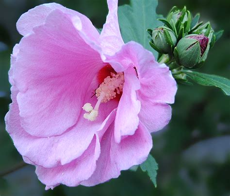 Flowers by sharon clarkrange tn. I love the color