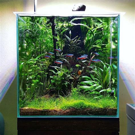 Daily Aquascape Inspiration On Instagram Beautiful Nano Cube By
