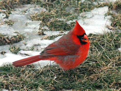 Indianas State Bird The Cardinal Is Indianas State