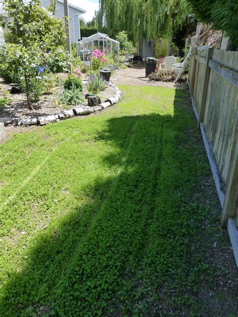 First Mowing Of The Micro Clover Backyard Mowing Gardening Blog