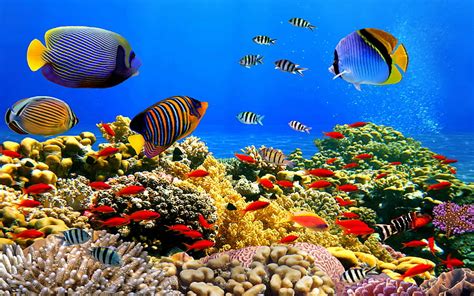 Hd Wallpaper Underwater World Corals Tropical Colorful Fish Hd Desktop