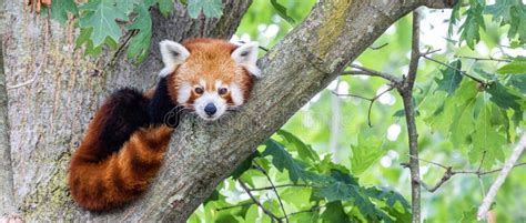 Red Panda Ailurus Fulgens Portrait Cute Animal Resting Lazy On A