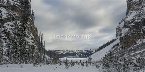 Snow Covered Trees Lake Louise Banff National Park Alberta Canadaの