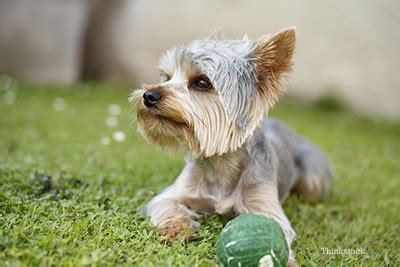 A liver shunt can be a troublesome congenital or acquired anatomical abnormality. 9 Tips For You To Conquer Your Yorkie - SonderLives
