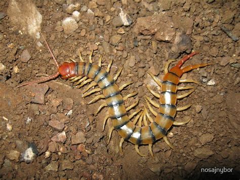 Centipede In Mayer Arizona By Nosajnybor Redbubble