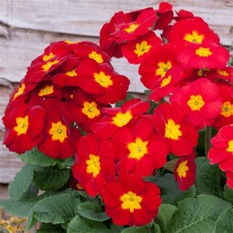 Primula Red Primrose Plants For Sale Free Uk Delivery