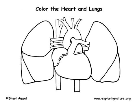 Respiratory Lungs System Coloring Anatomy Printable Lung Human Drawing