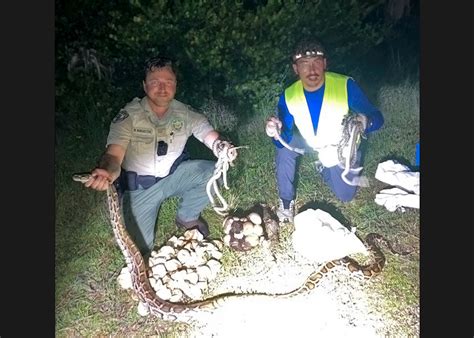 Python Nest Motherlode Discovered in Florida | Outdoor Life
