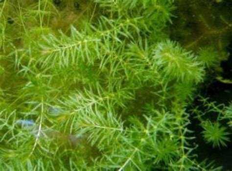 Hydrilla (esthwaite rumput air atau hydrilla) adalah genus tanaman air, biasanya hanya satu spesies, hydrilla verticillata, meskipun beberapa ahli botani membaginya dalam beberapa spesies. Pengertian, Ciri-ciri, & Contoh Tumbuhan Hidrofit ...