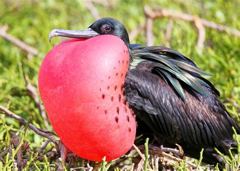 15 Facts About Magnificent Frigatebirds In The Galapagos Latin Roots