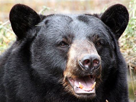 10 Facts American Black Bear Some Interesting Facts