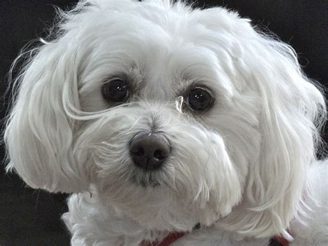 Pet armor vs frontline for dogs (2020 review & comparison). Maltipoo - Fun Facts and Crate Size - Pet Crates Direct
