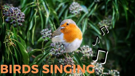 Birds Singing And Chirping Beautiful Forest Birds Sounds For Relaxation