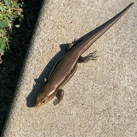 Skinks In Texas 8 Different Types