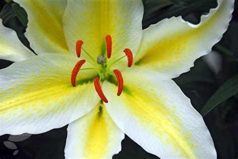 Buy Skyscraper Lily Bulb Lilium Chill Out £149 Delivery By Crocus