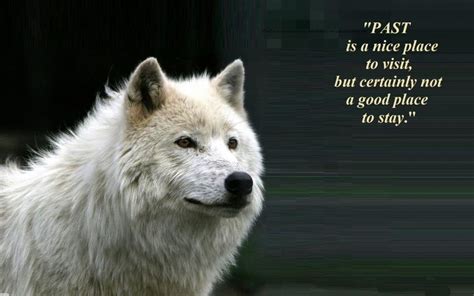 A Wolf Desktop Nexus Wallpapers Wolf Pack Quotes Lone Wolf Quotes