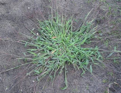 The 6 Most Common Lawn Weeds Dengarden