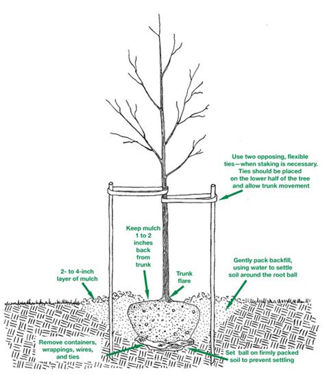 How To Plant A Tree Port Kells Nurseries