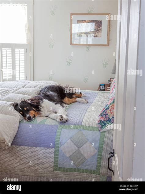 An Australian Shepherd Sleeping On A Bed In A Bedroom Stock Photo Alamy