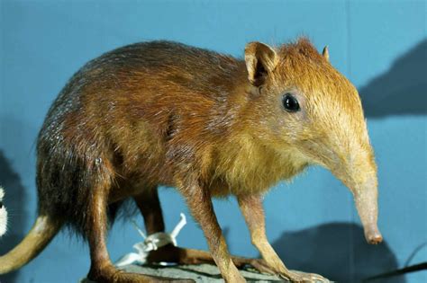 Some long nosed mammal | Gaetan Lee | Flickr