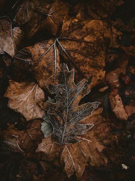 Pin By Sherry Williams On Autumn Browns Autumn Aesthetic Autumn