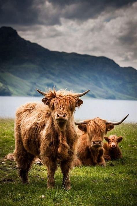 Pin By Nancy Sharp On Animals Animals Beautiful Highland Cattle