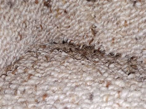 Identifying Carpet Beetle Droppings To Eradicate An Infestation Bedbugs